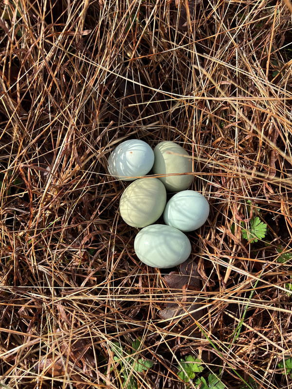 Lavender Ameraucana Eggs