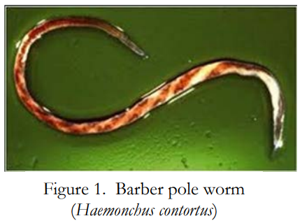 Barber Pole Worm